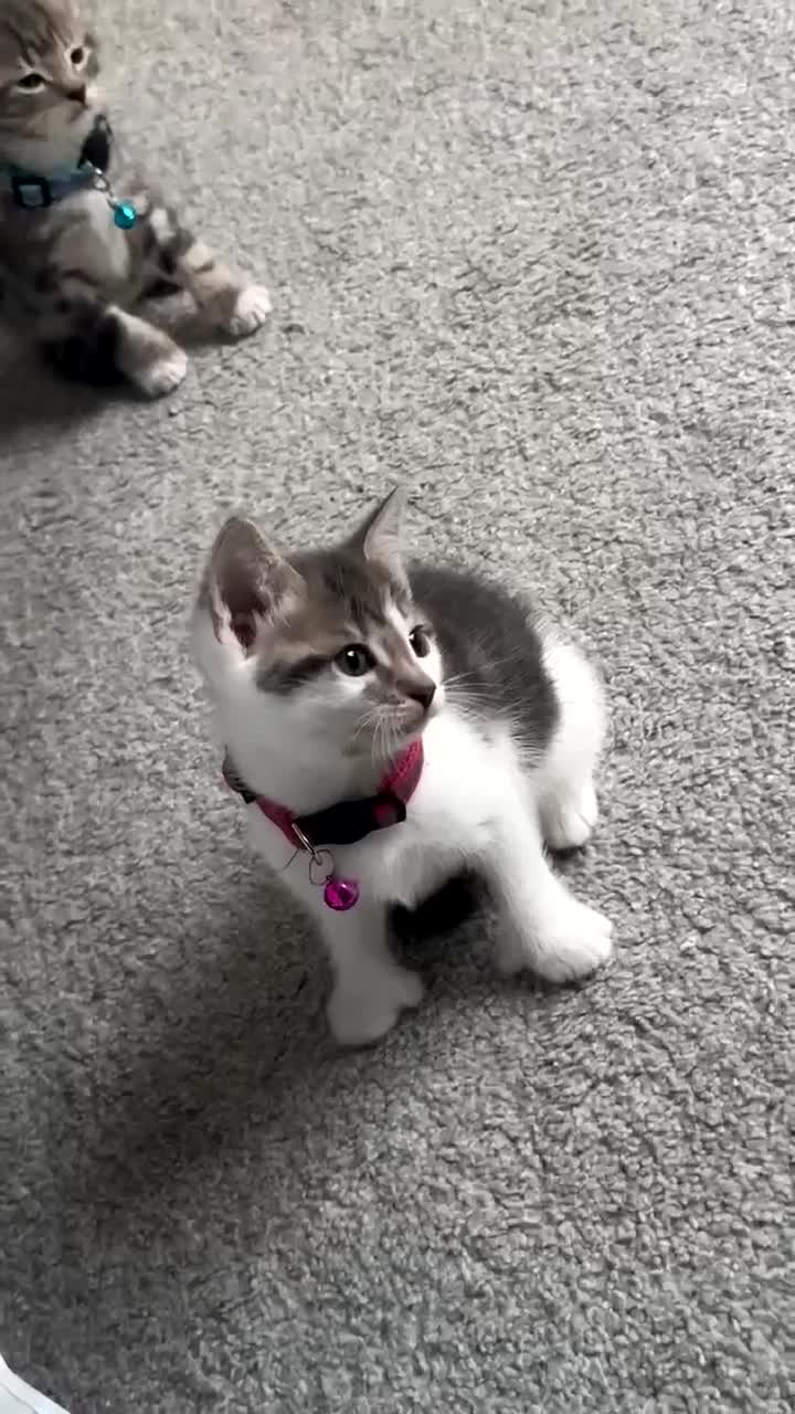 Mixed Breed cats for sale: Scar & Bella  - Video 3