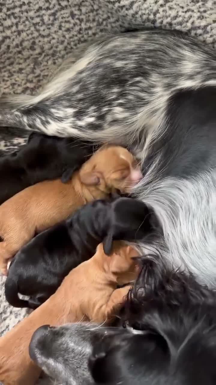 Cocker Spaniel dogs for sale: Beautiful chunky cocker spaniel pups - Video 4