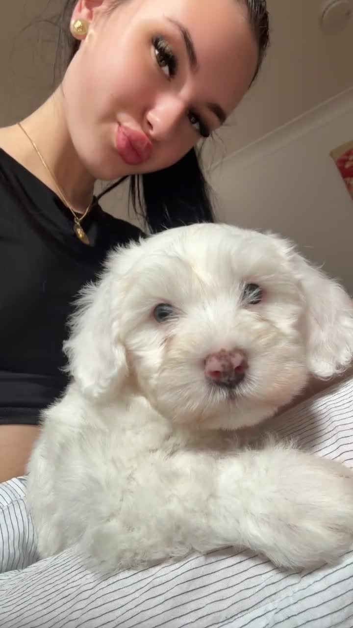 Bichon Frise dogs for sale: 🐶 Puppies Looking for Their Forever Homes 🐶 - Video 2