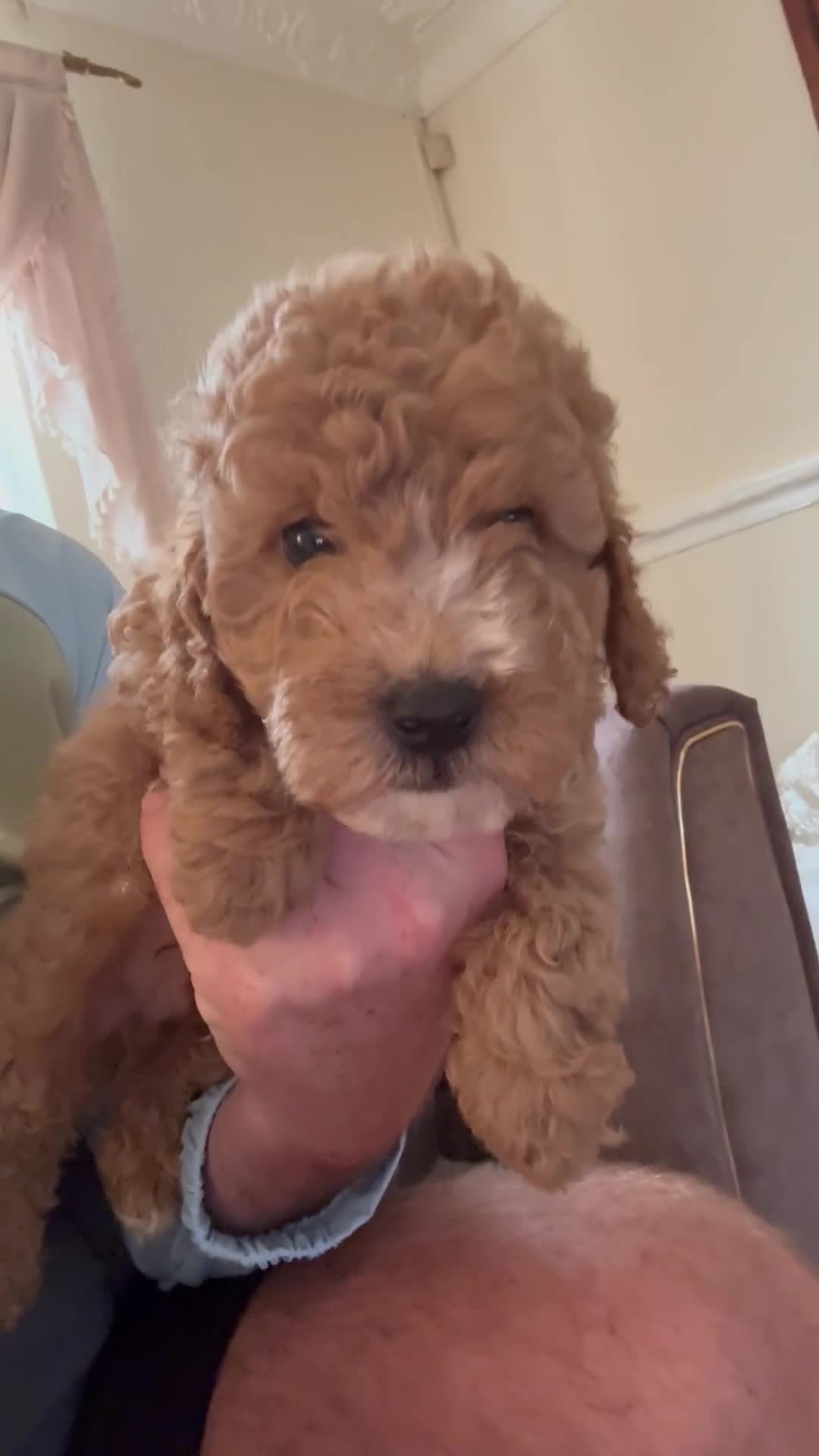 Cockapoo dogs for sale: Beautiful F1B in Porth - Video 5