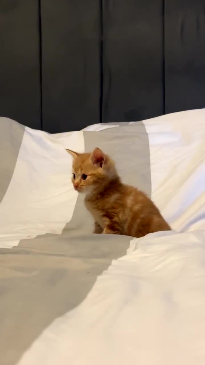 Domestic Shorthair cats for sale: 4 beautiful kittens, 2 boys and 2 girls - Video 1