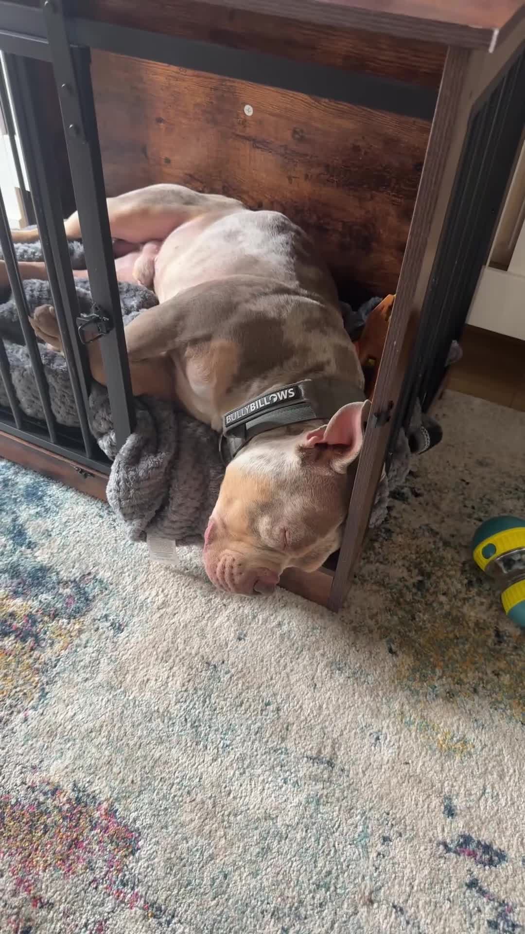American Bully dogs for sale: Beautiful Bruce  - Video 1