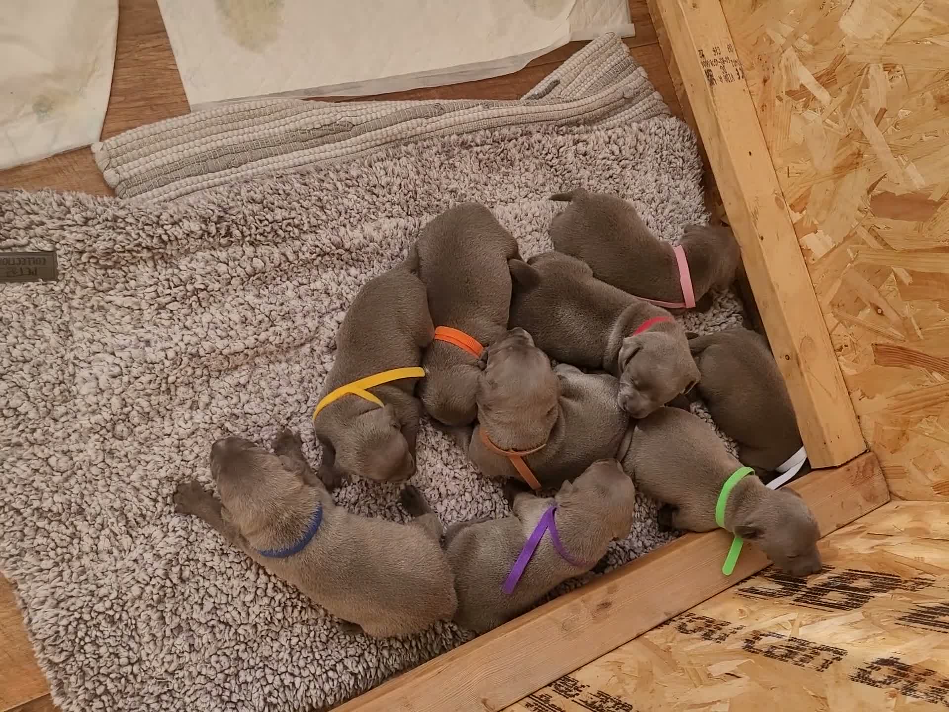 Staffordshire Bull Terrier dogs for sale: Gourgeos blue staffy - Video 1