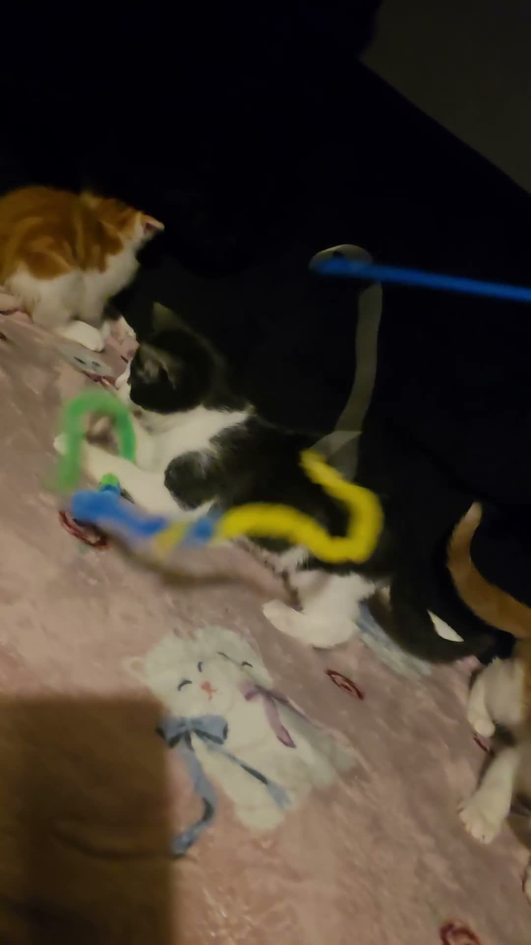 Mixed Breed cats for sale: Kittens  - Video 3
