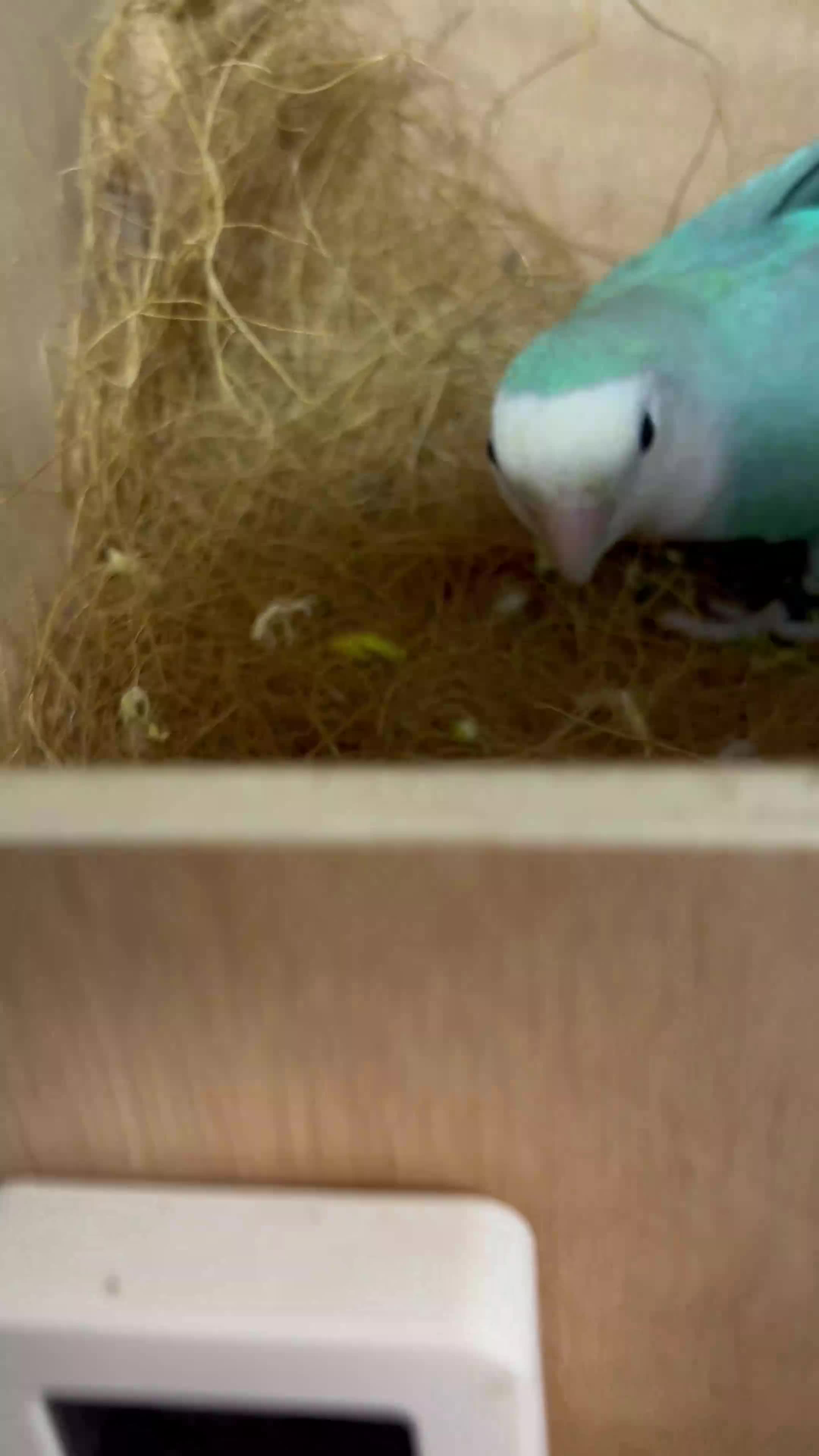 Lovebirds birds for sale: Breeding pair of lovebirds  - Video 3