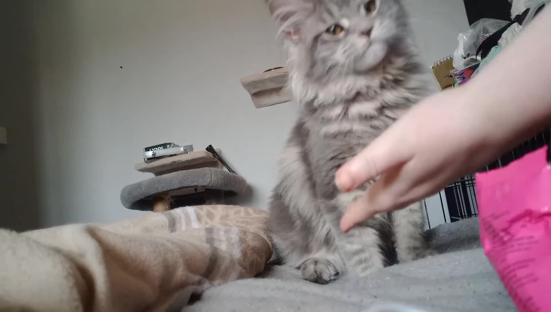 Maine Coon cats for sale: Two main coons one with papers - Video 1