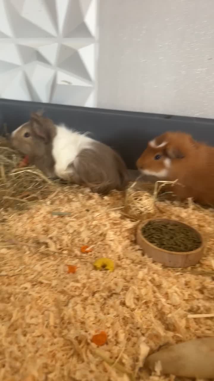 Guinea Pig rodents for sale: 2 beautiful male guinea pigs for sale  - Video 1