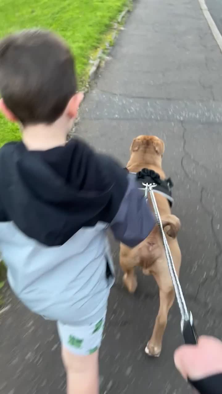 Mixed Breed dogs for sale: Rocco - Video 1