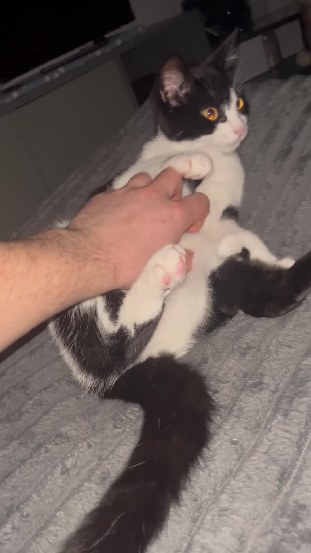 American Shorthair cats for sale: Cali Black&White Cat - Video 1