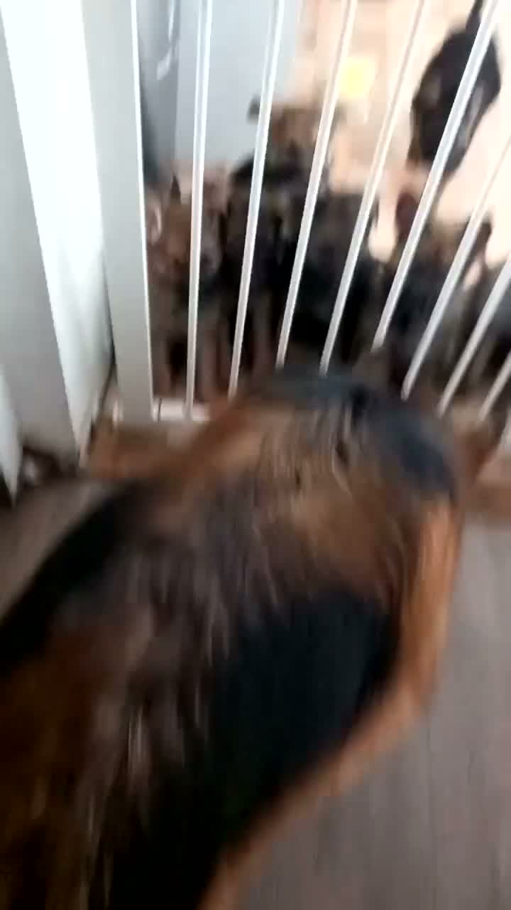 German Shepherd dogs for sale: Ready 2 go.!! Full blooded German shepherds.  in Billingham - Video 2