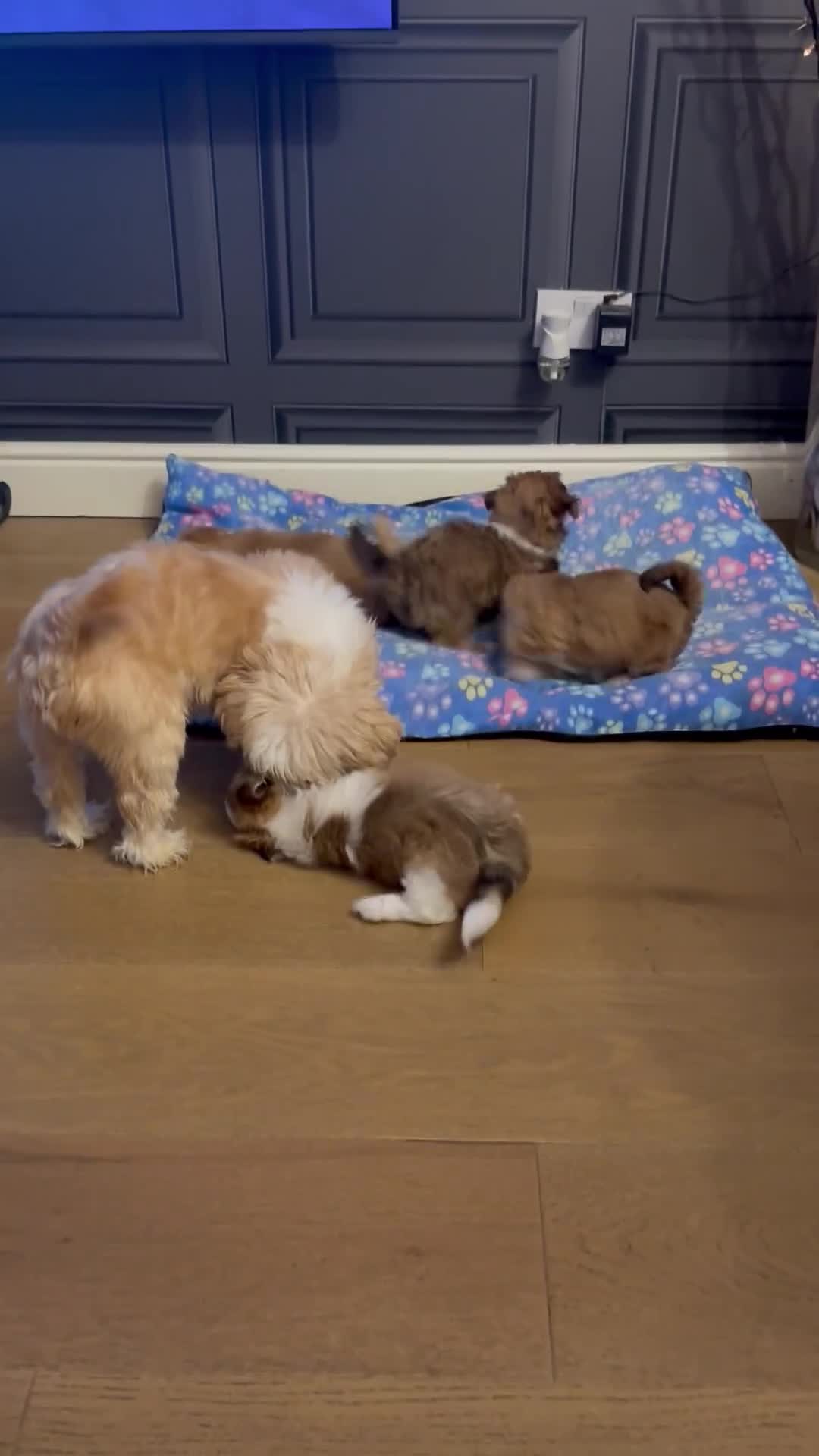 Lhasa Apso dogs for sale: Beautiful Lhasa apso pups - Video 1