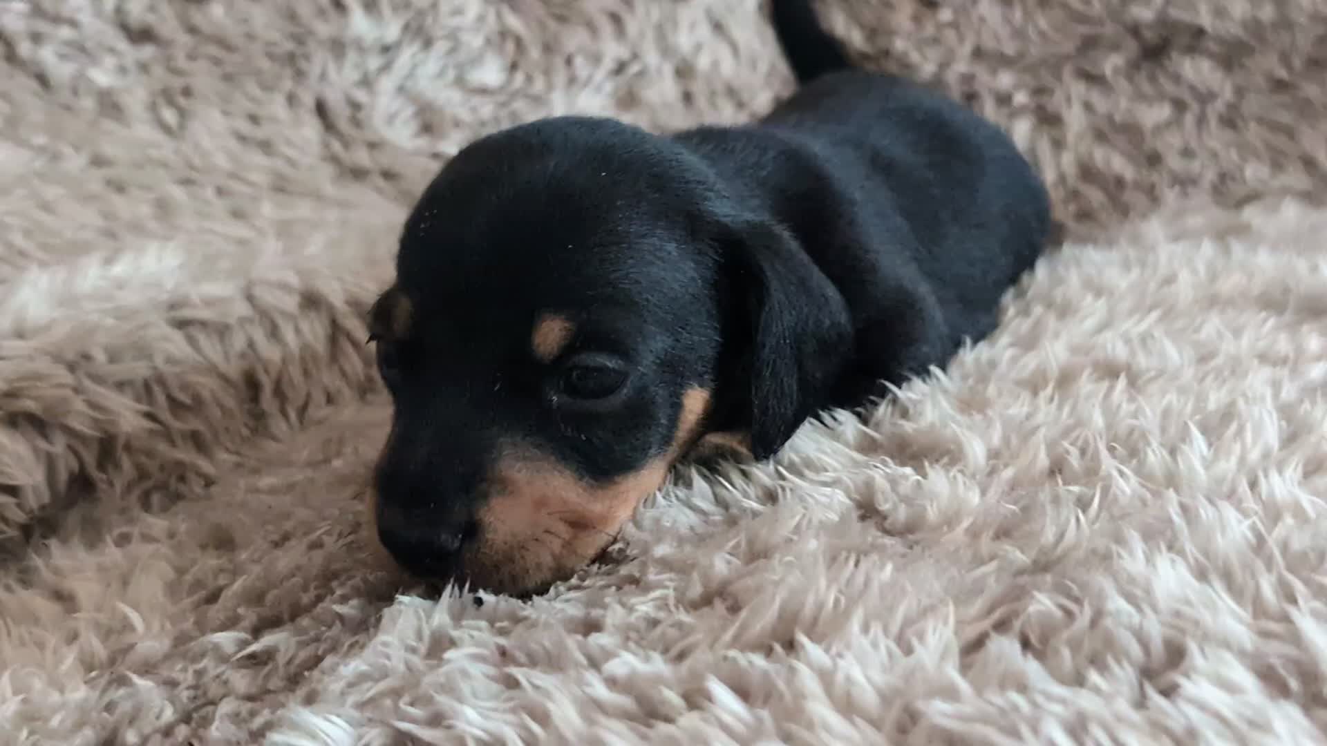 Miniature Dachshund dogs for sale: Beautiful Mini Daschounds Babies For Sale - Video 2