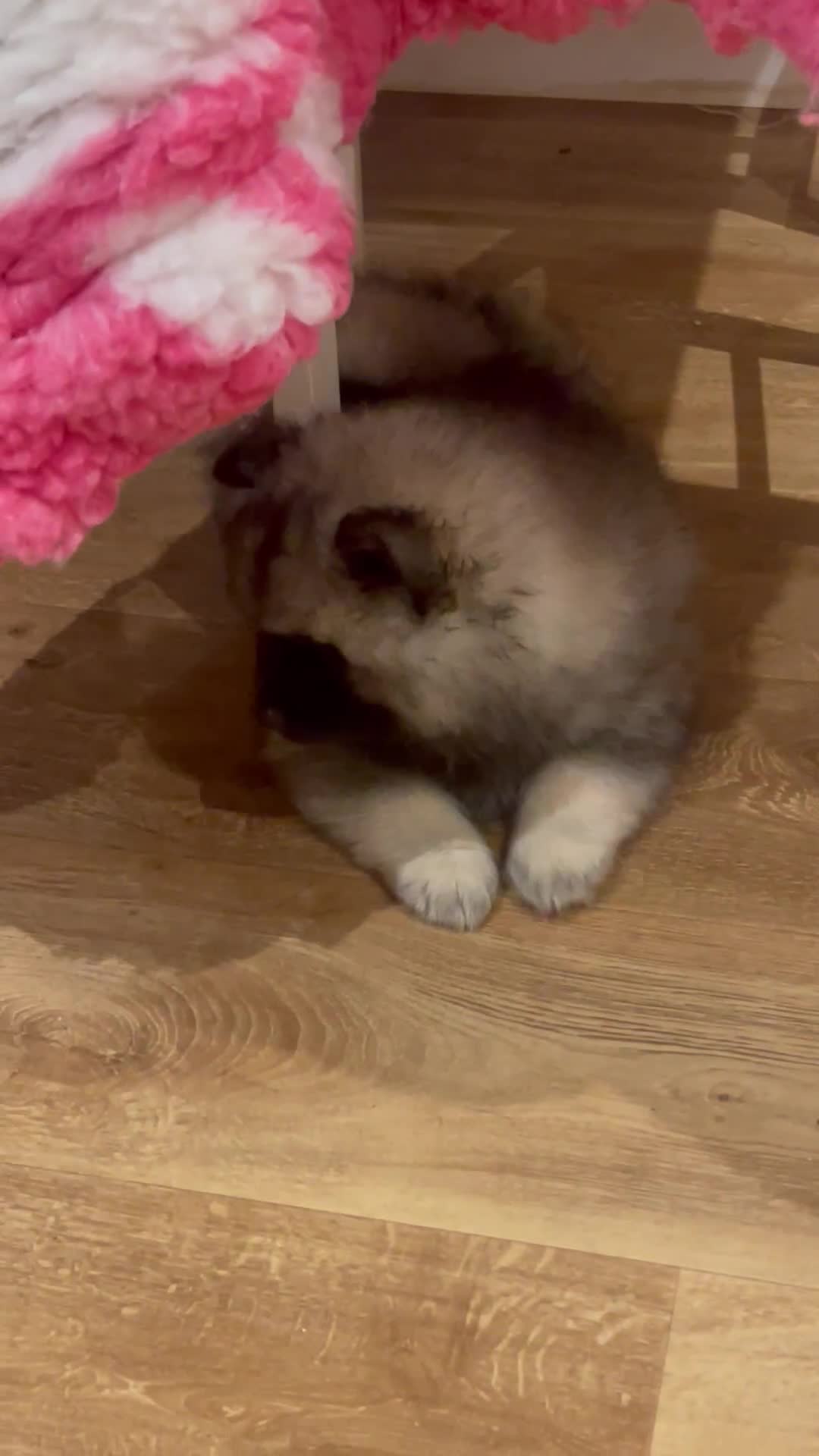 Keeshond dogs for sale: 3 Beautiful Male Keeshond Pups - Video 1