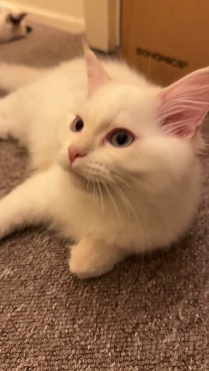 Ragdoll cats for sale: Balinese/ragdoll mix kittens  - Video 3