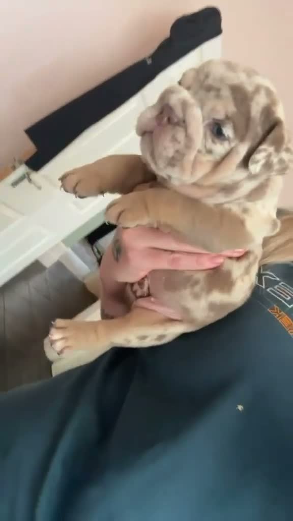 English Bulldog dogs for sale: Beautiful British bull dog puppies in Birkenhead - Video 1