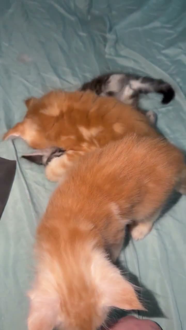 Maine Coon cats for sale: 3 x beautiful Mainecoon kittens in Colchester - Video 1