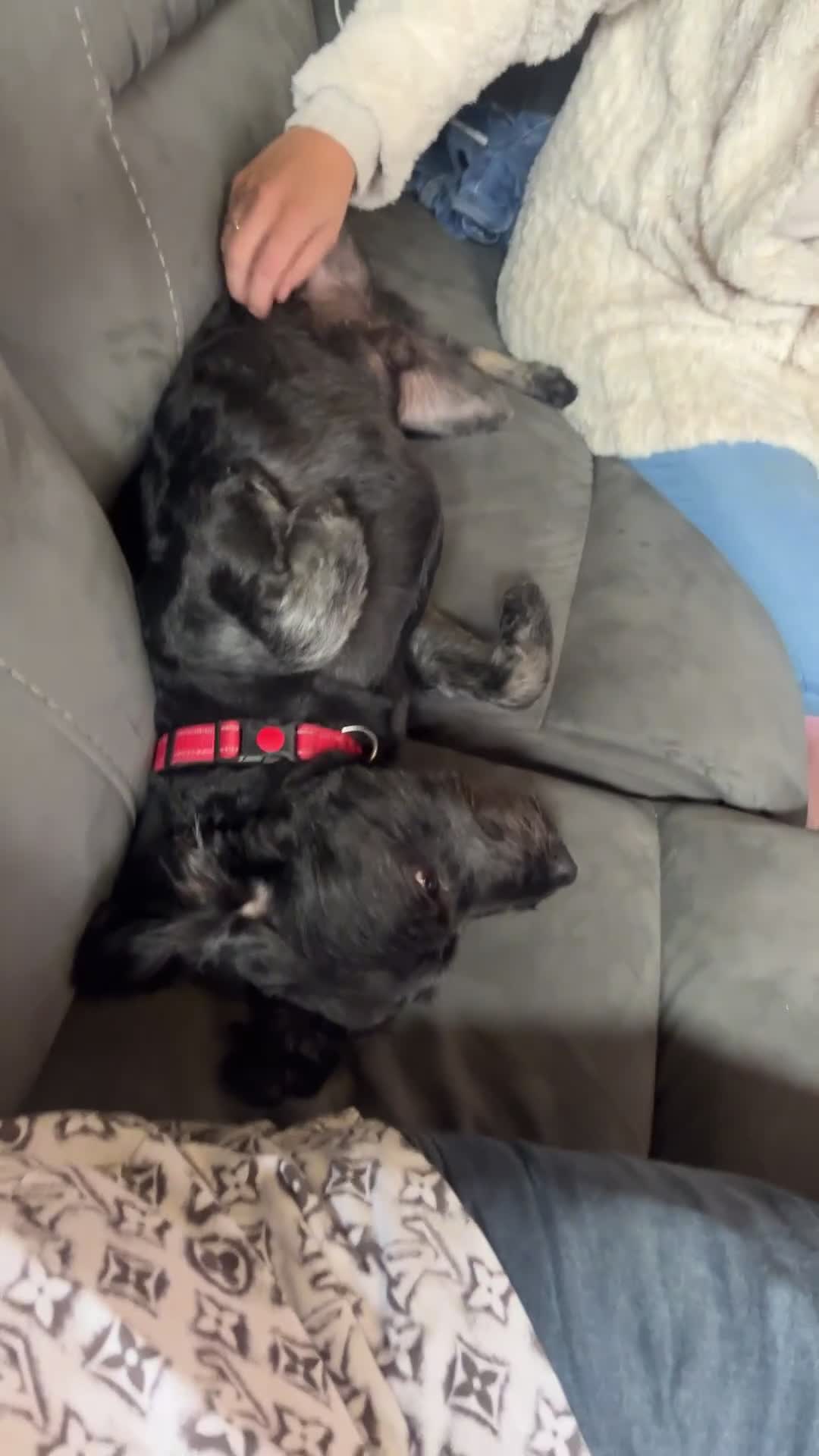 Cockapoo dogs for sale: 2 year old Male Cockapoo - Video 1