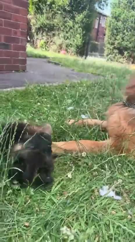 German Shepherd dogs for sale: Last gorgeous boy ready now  - Video 2