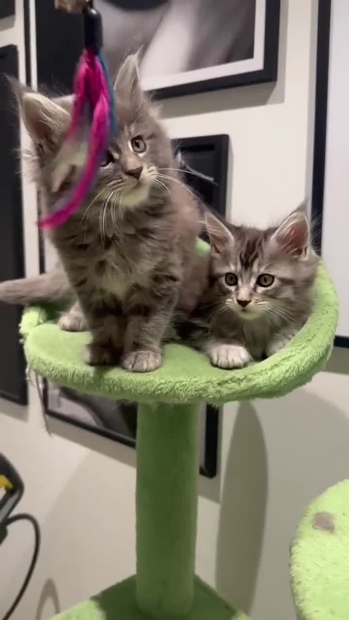 Maine Coon cats for sale: Stunning Mainecoon Kittens - Video 2