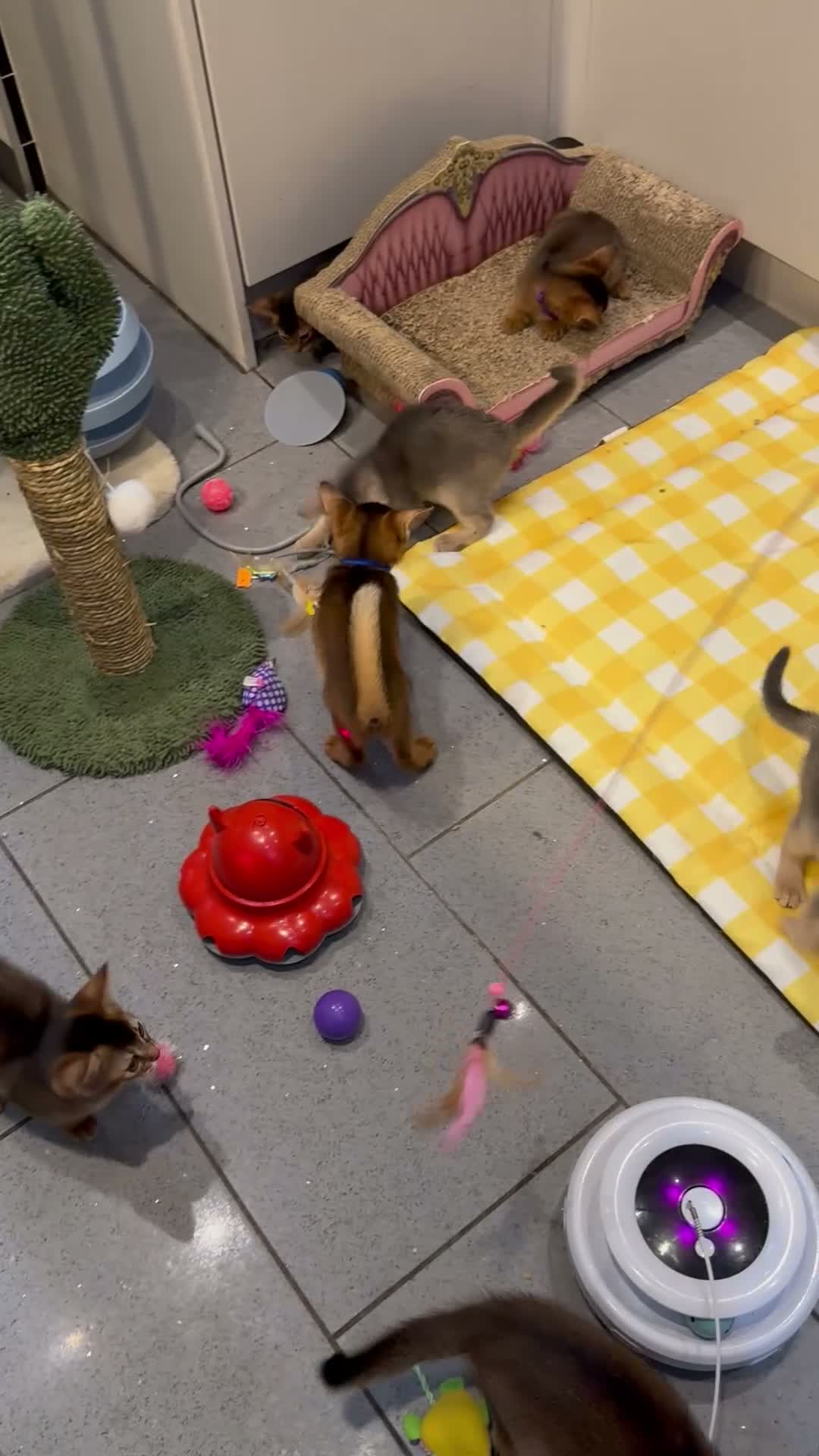Abyssinian cats for sale: Five Abyssinian kittens with lots of love to give - Video 2