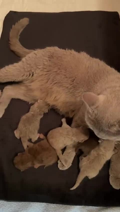 British Shorthair cats for sale: 5 Star - BSH Litter (Two Cinnamon, Fawn & Lilac) - Video 1