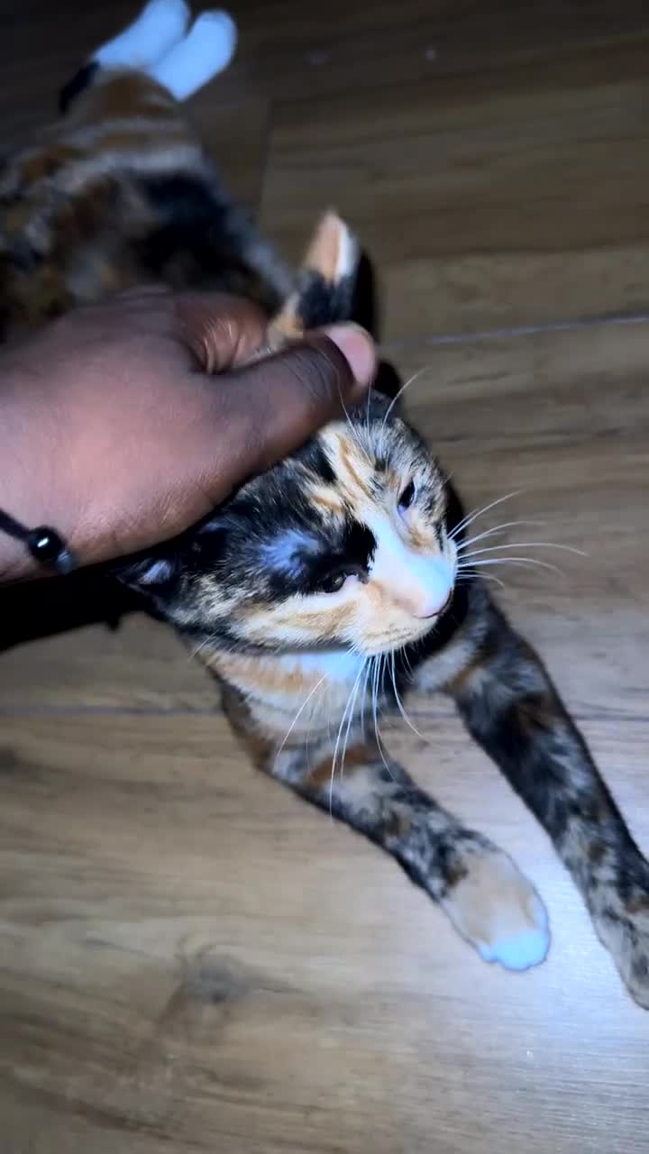 Mixed Breed cats for sale: 8 month old calico kitten  in London - Video 1