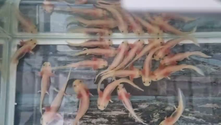 Axolotl reptiles for sale: Beautiful Leucistic Albino Axolotl - Video 1