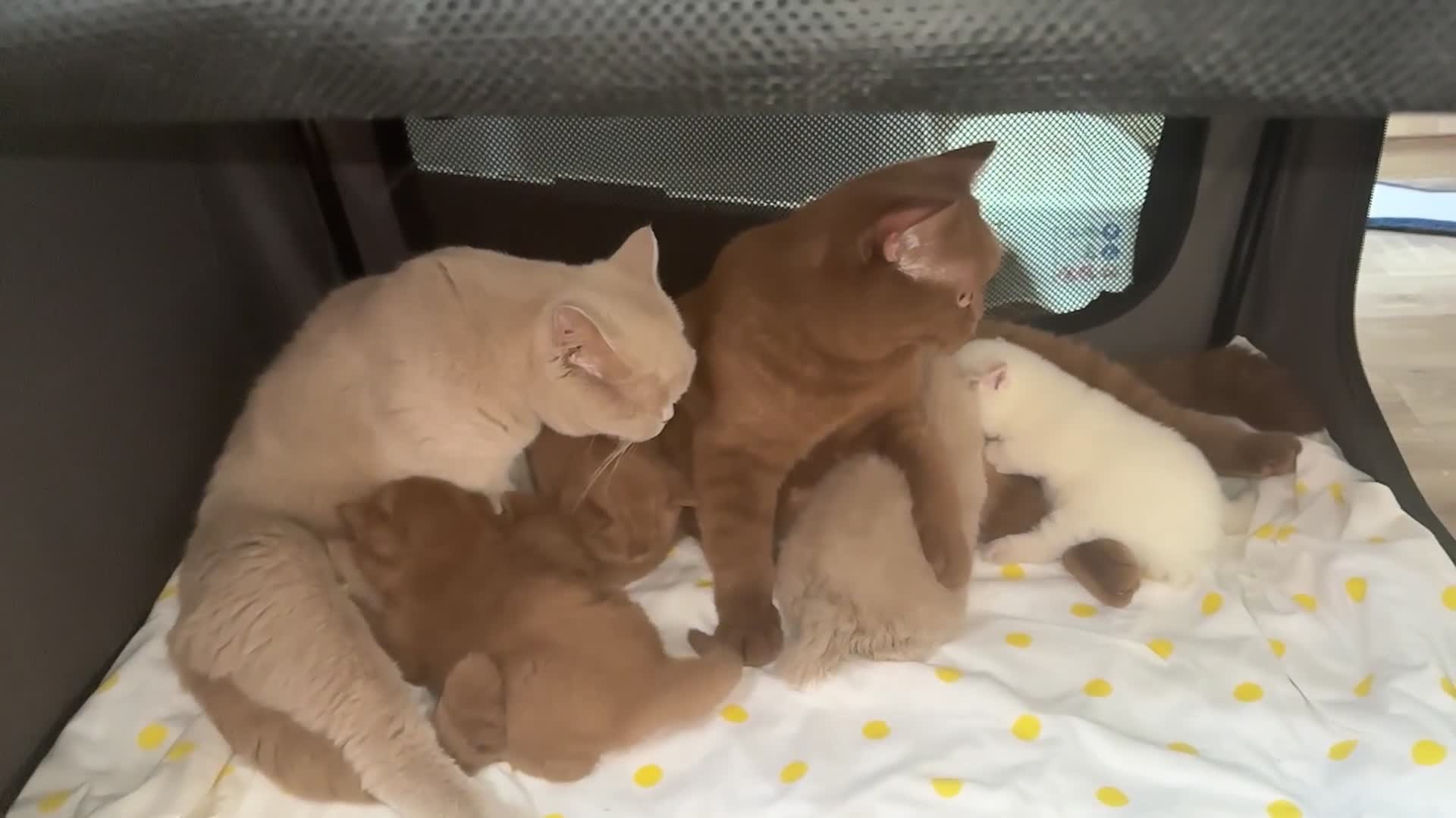 British Shorthair cats for sale: Champion British Shorthair kittens  - Video 2