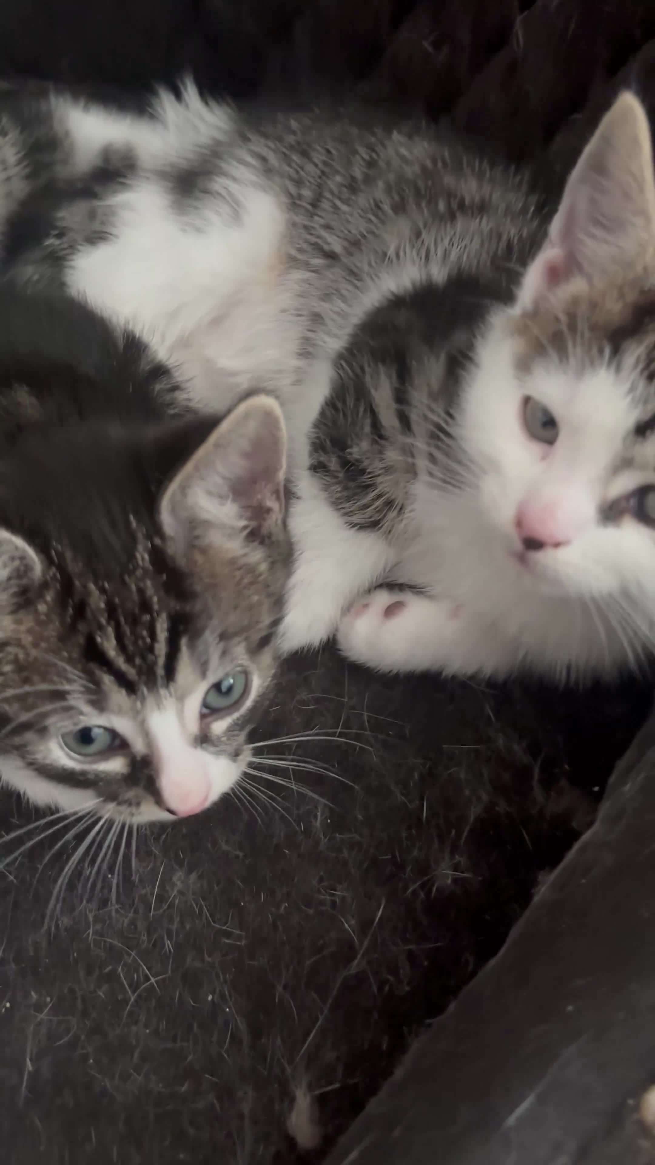 British Shorthair cats for sale: Two Adorable Kittens Ready for New Homes! - Video 1
