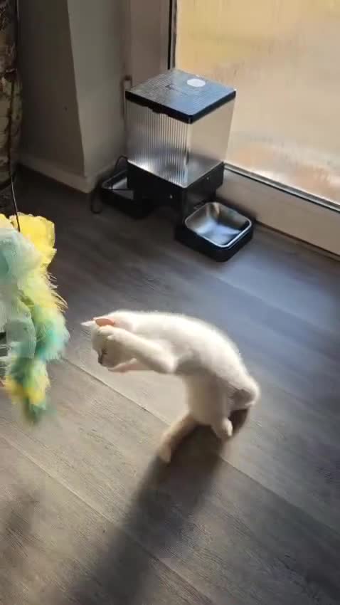 British Shorthair cats for sale: Blue eyes Flame Point British Shorthair kitten - Video 1
