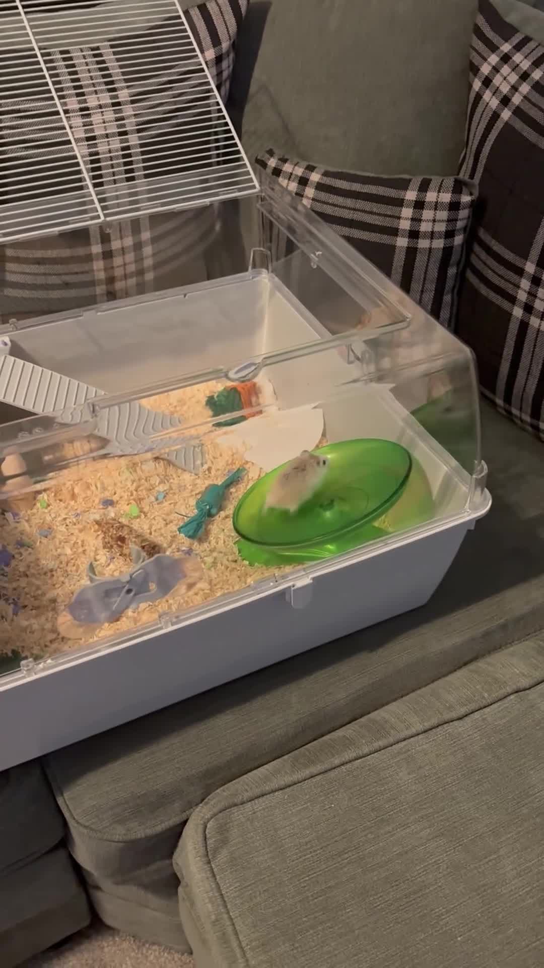 Hamster rodents for sale: Dwarf hamster  in Troon - Video 1