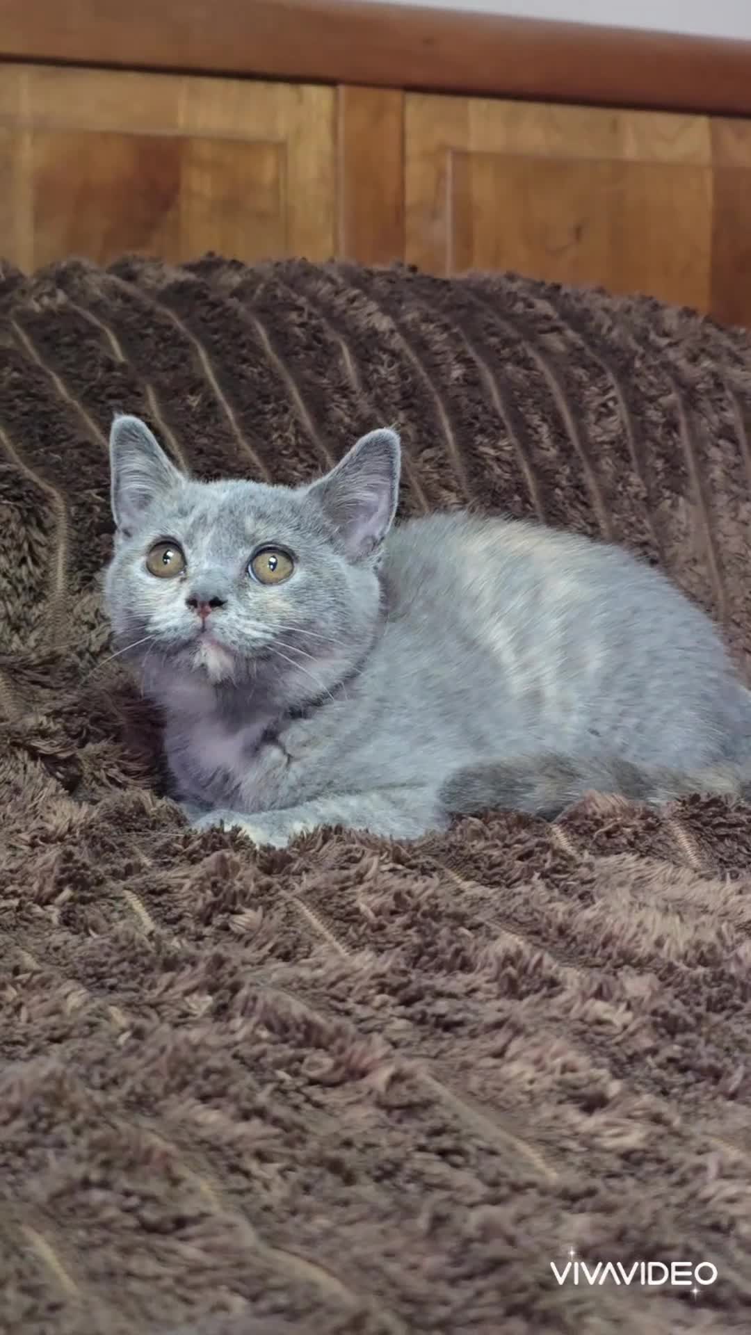 Scottish Fold cats for sale: TICA Vaccinated&Ready  toLeave SCOTTISH FOLD  - Video 1