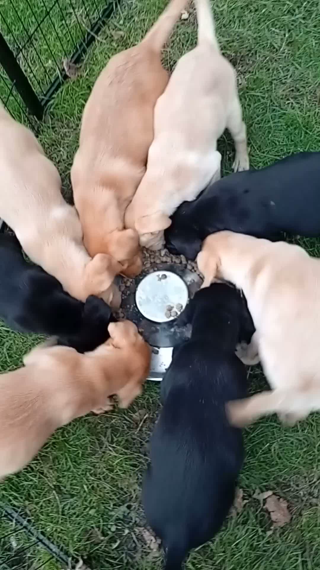 Labrador Retriever dogs for sale: Ready to go now Labrador pups for sale.  - Video 1