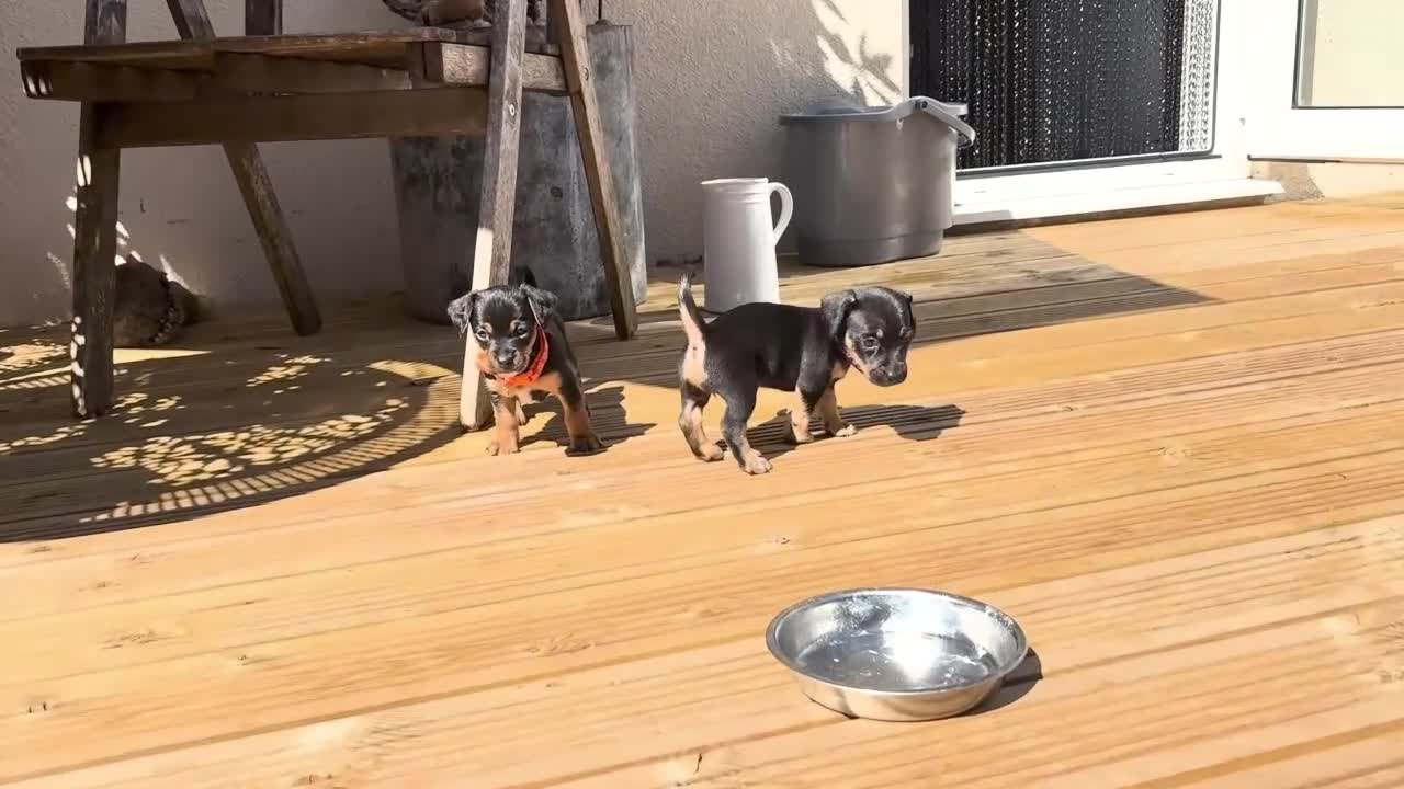 Jackshund dogs for sale: Daxijax/Jackshund/Dachshund/Jack - READY TO GO - Video 1