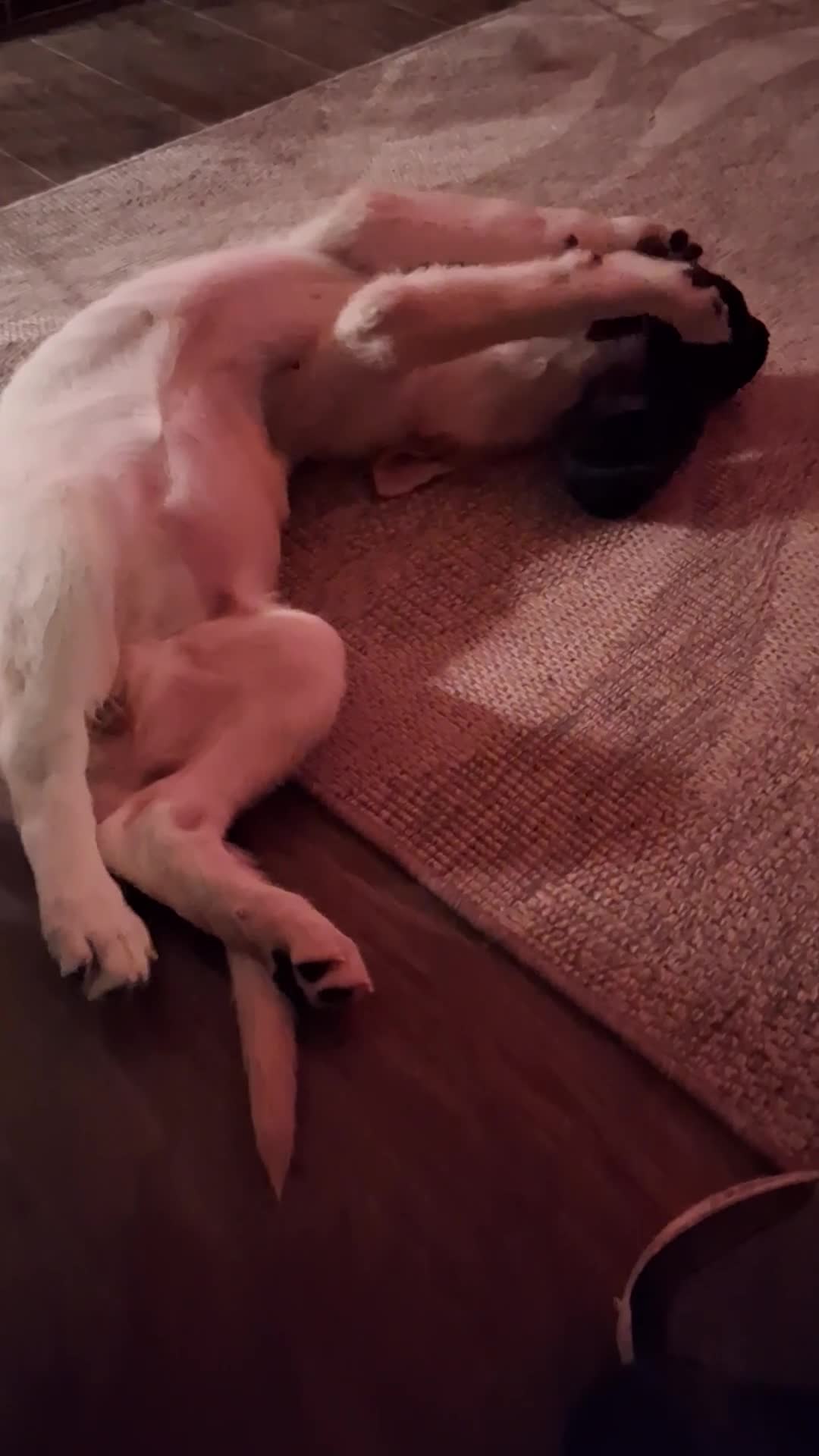 German Shepherd dogs for sale: One white German shepherd pup for sale female  - Video 1