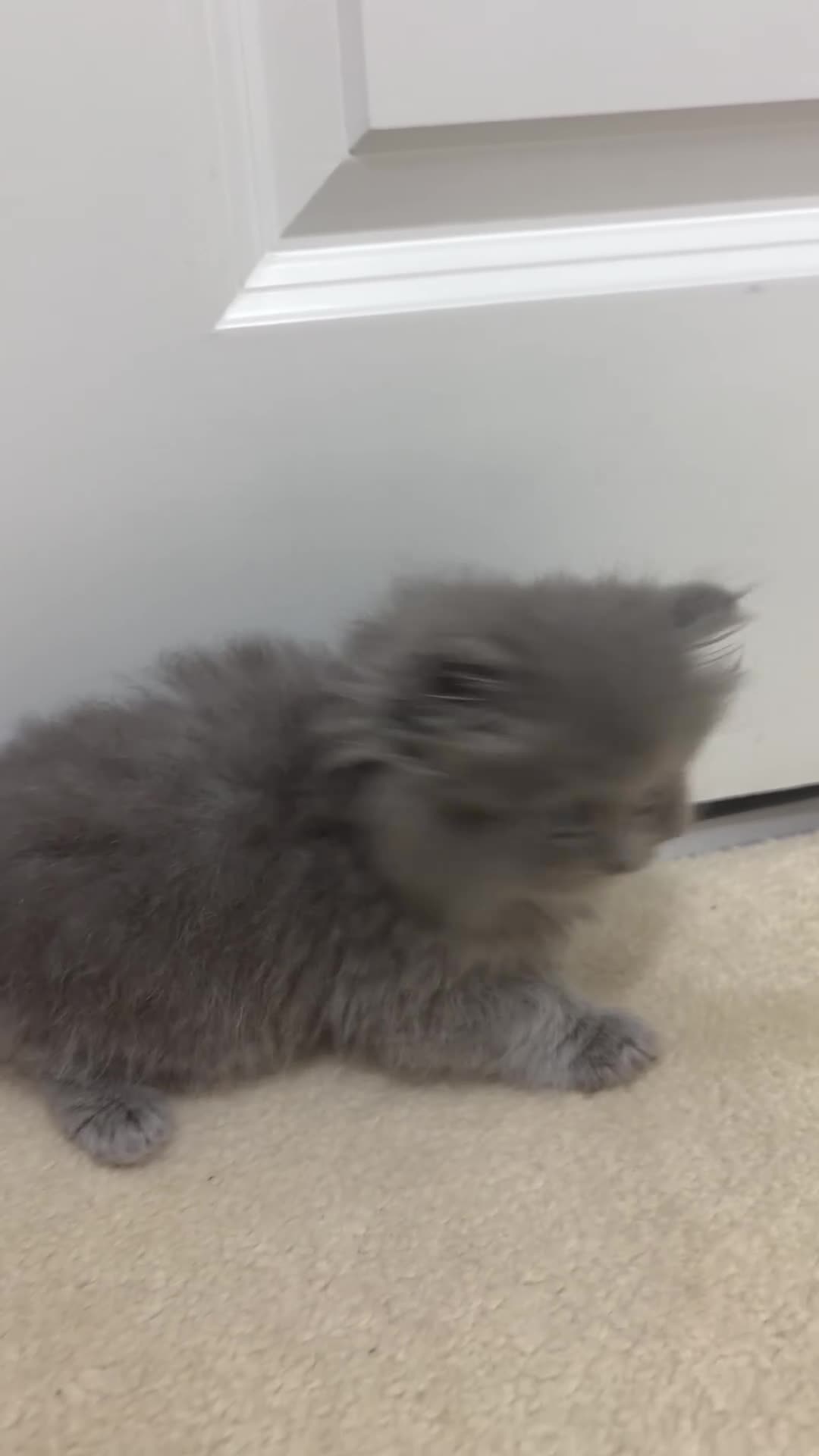 British Shorthair cats for sale: British blues - Video 1