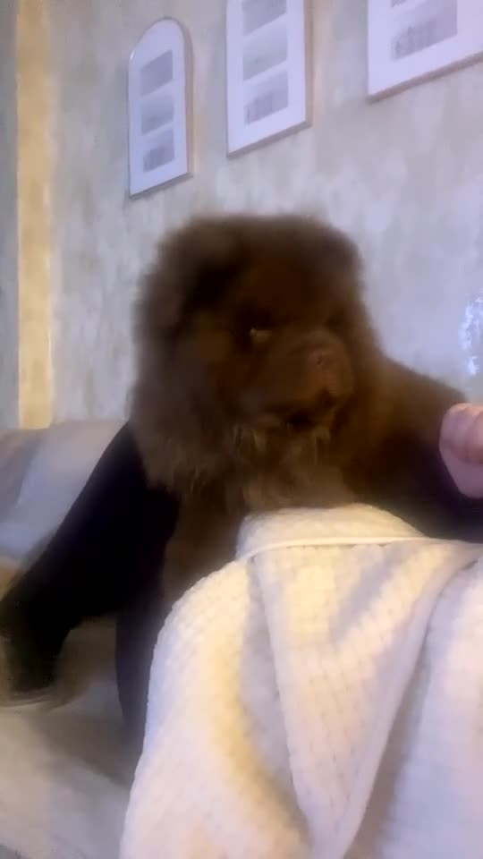 Chow Chow dogs for sale: Narla  - Video 1