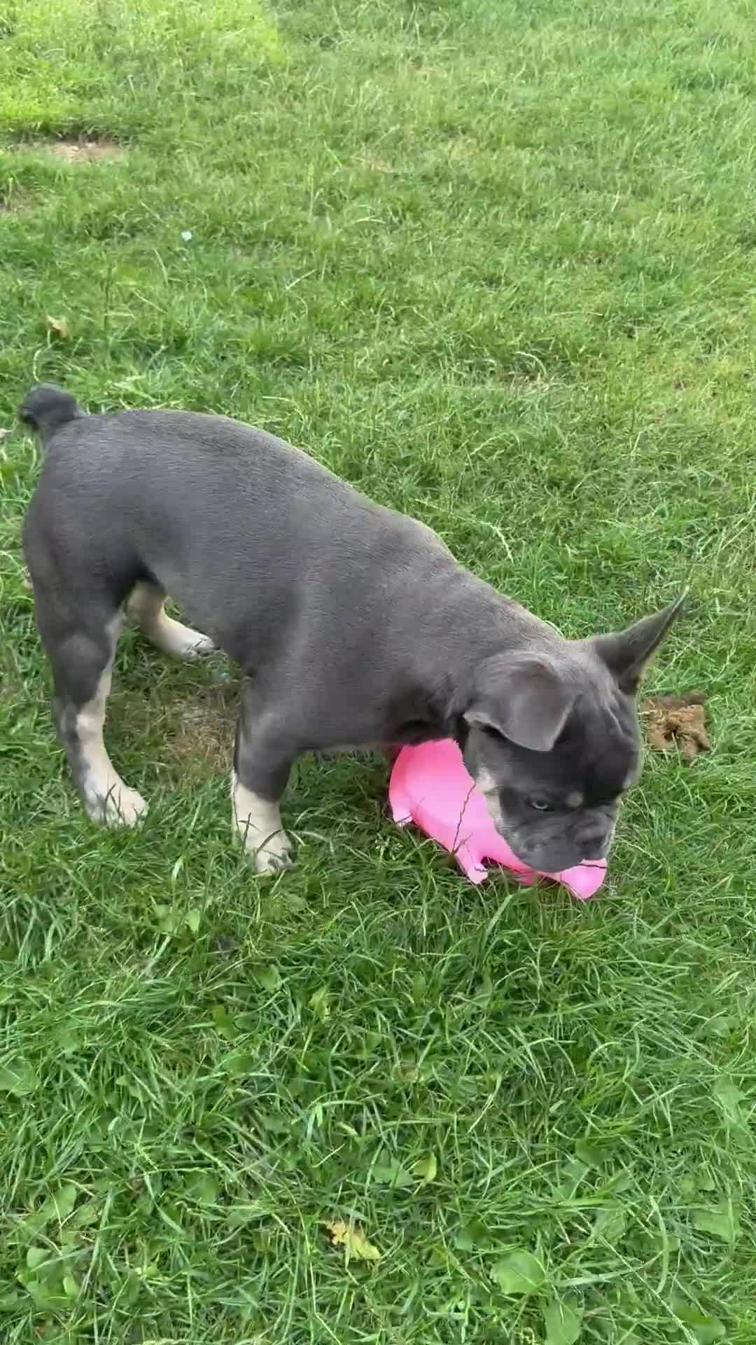 French Bulldog dogs for sale: French Bulldog male looking for his forever home  - Video 1
