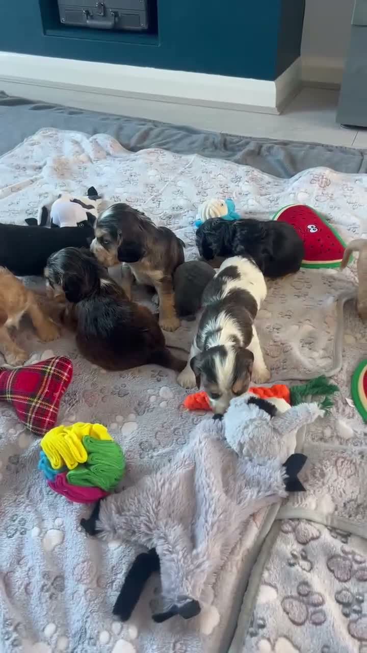 Cocker Spaniel dogs for sale: Show type KC reg health tested. Boys available  - Video 1
