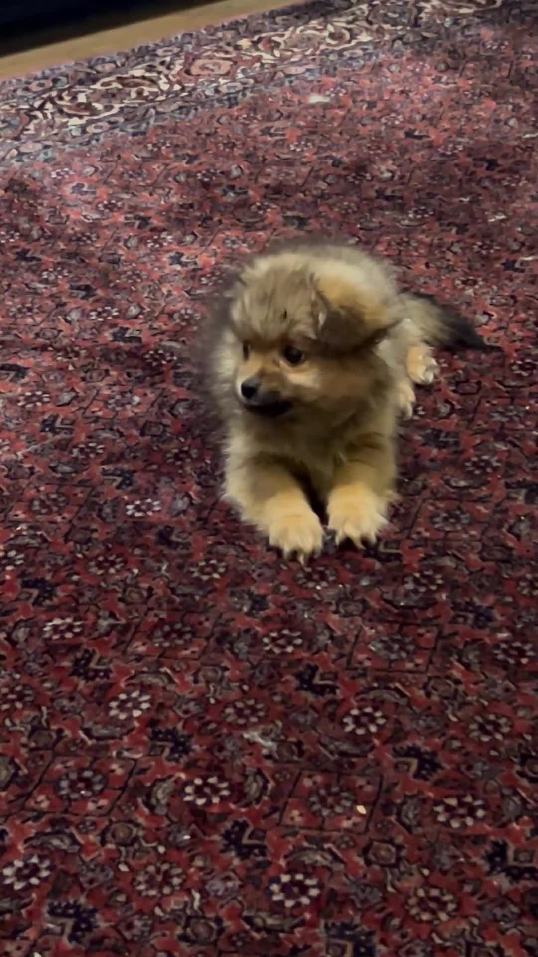 Mixed Breed dogs for sale: 1 male pomranian puppy so friendly  - Video 1