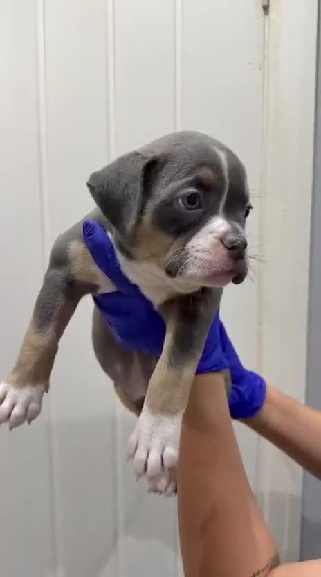 American Bully dogs for sale: Muscletone Bloodline American Bully Puppies - Video 2