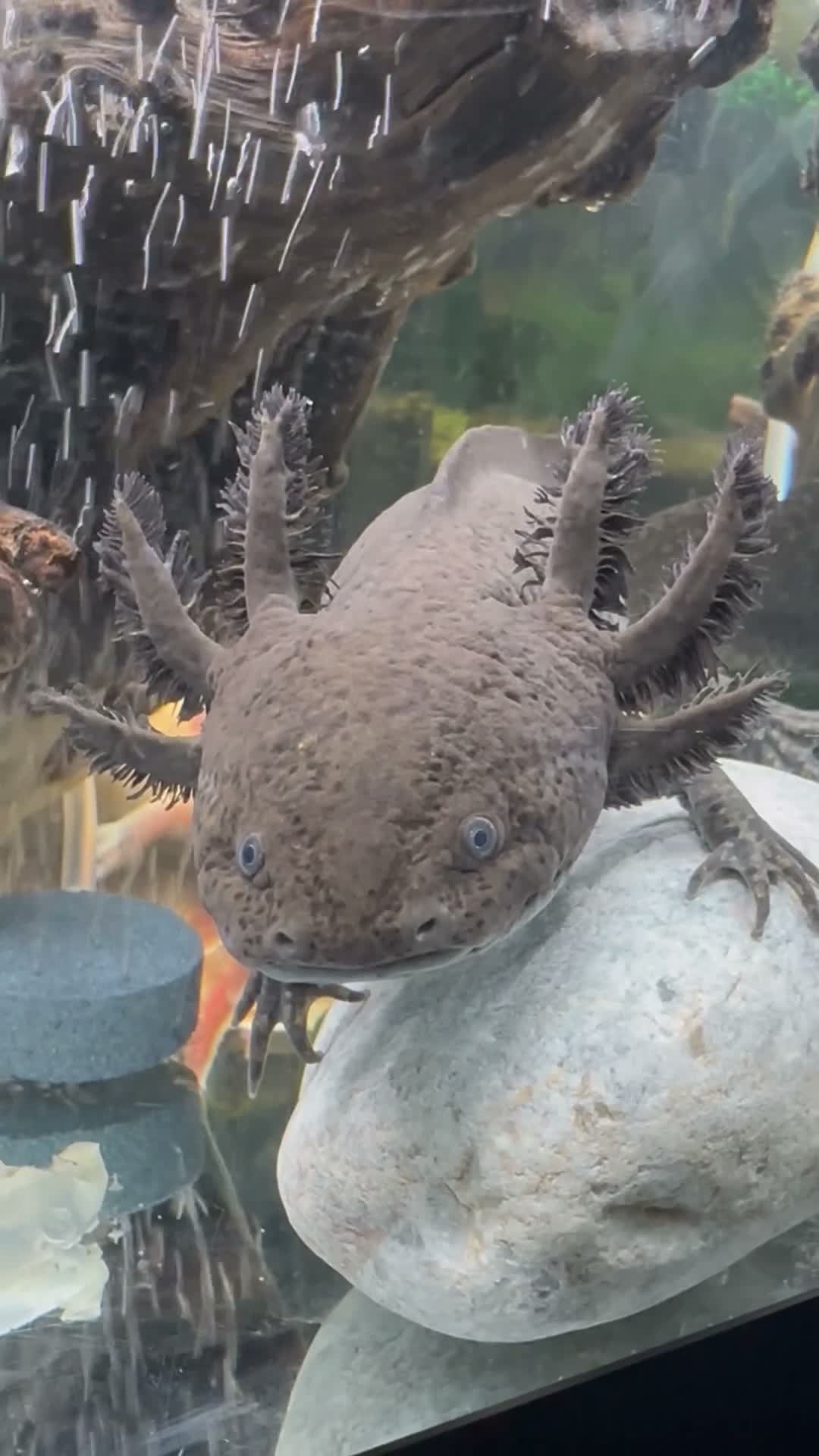 Axolotl reptiles for sale: Axolotl looking for new waters  - Video 1