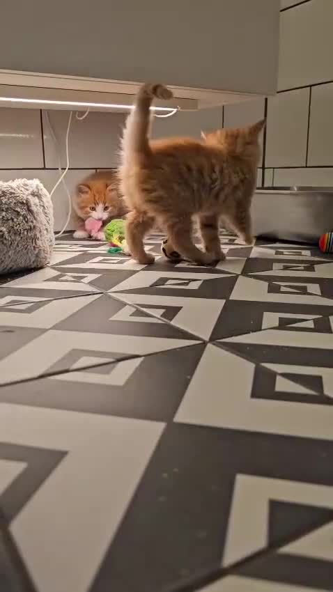 Mixed Breed cats for sale: 4 Adorable (3 Ginger) Kittens for Sale - Video 4