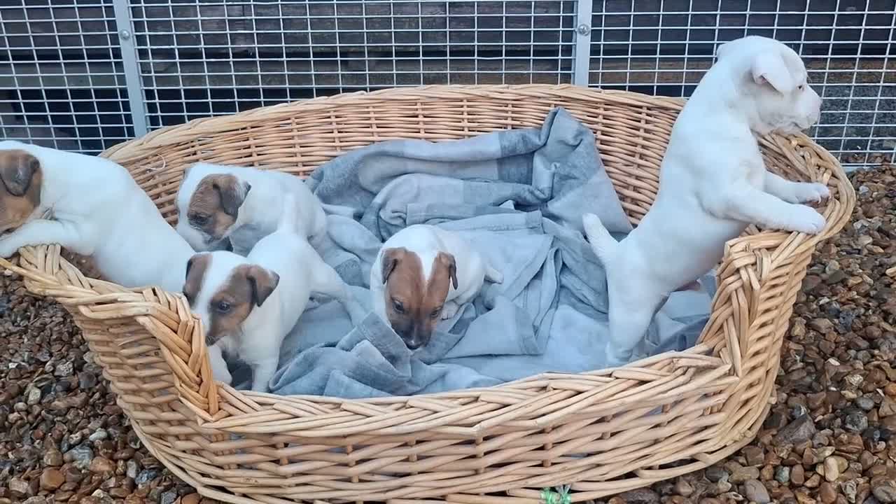 Jack Russell dogs for sale: Traditional Jack Russell Terrier pups - Video 2