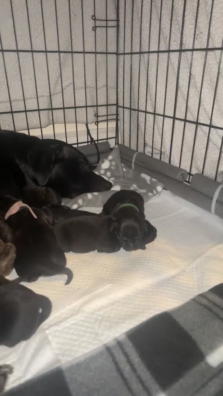 Mixed Breed dogs for sale: Staff x Labrador x jack russel  in Warrington - Video 1