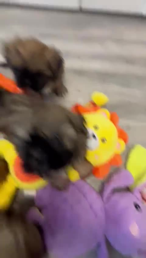 Shih Tzu dogs for sale: !READY NOW! 1 boy left!! pure bred shih tzu 🐾 🐾  - Video 1