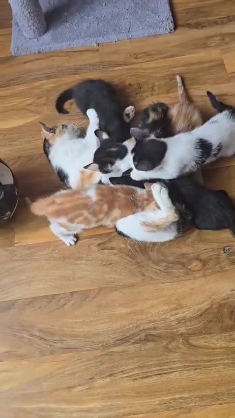 Mixed Breed cats for sale: 6 Kittens for Sale - £70 in London - Video 1