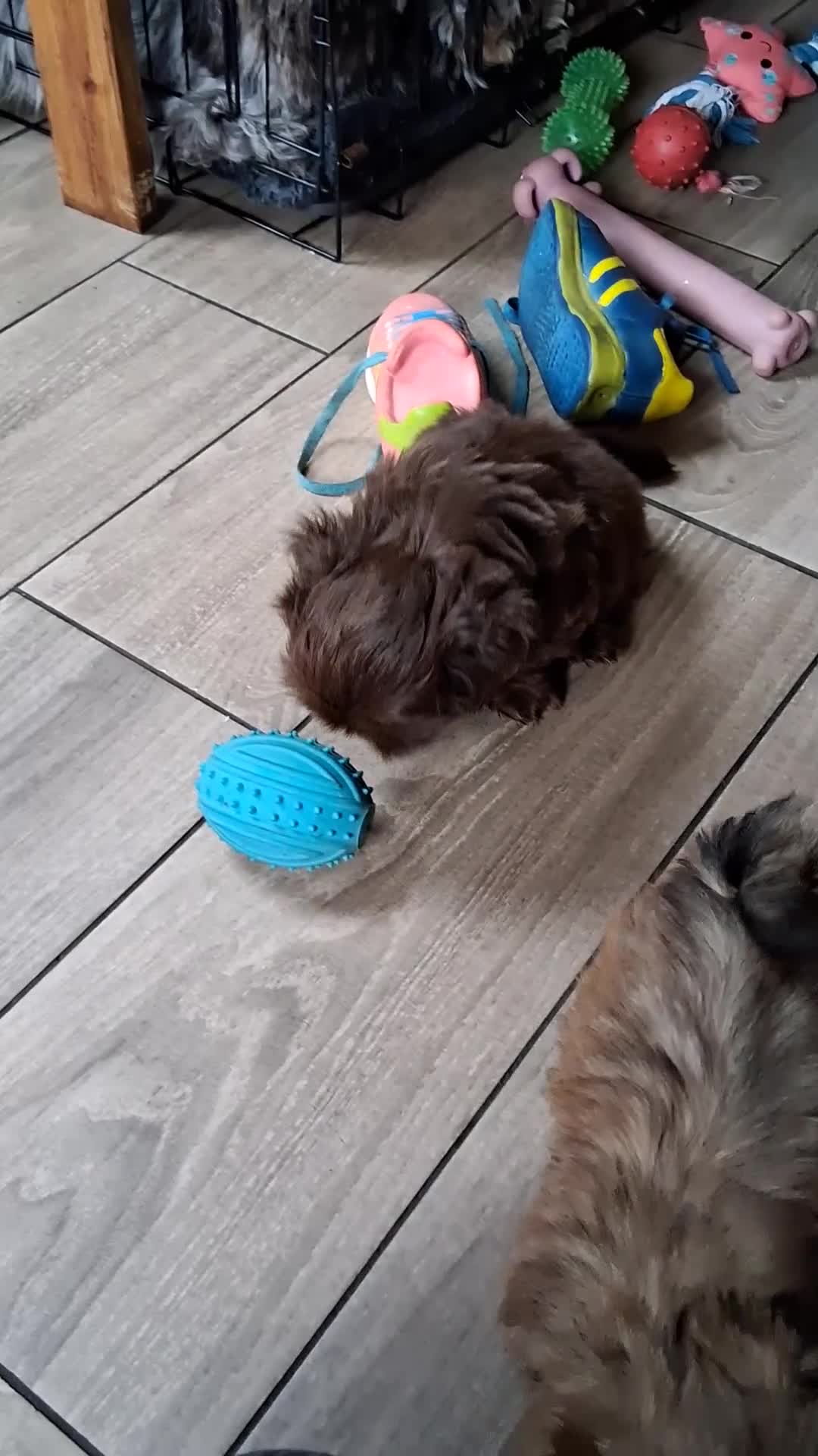 Shih Tzu dogs for sale: Imperial shishi shih tzu - Video 1