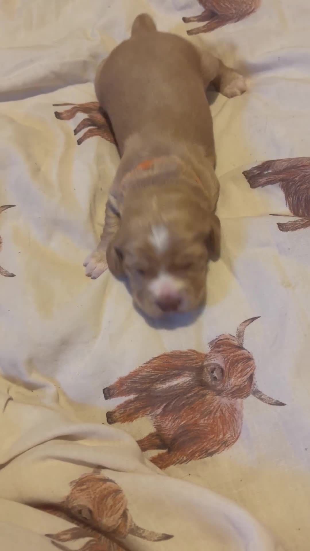 Cocker Spaniel dogs for sale: 6 beautiful cocker spaniels ALL DEPOSIT PAiD - Video 4