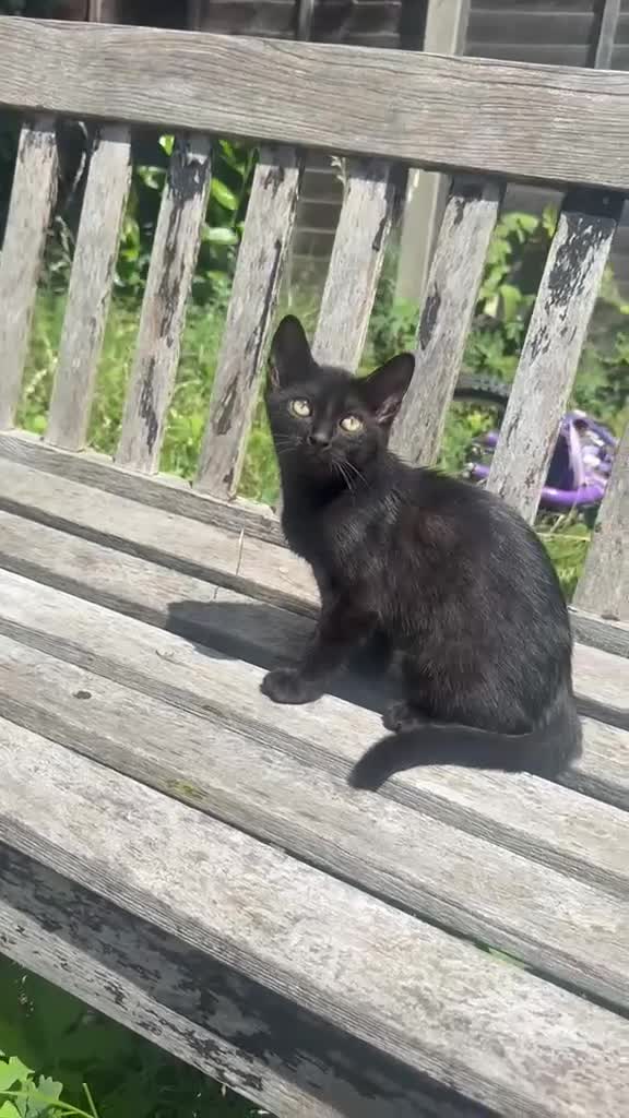 Mixed Breed cats for sale: 3 kittens for sale and ready to go to new homes - Video 2